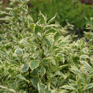 Weigela Variegated Dwarf 2gal product image