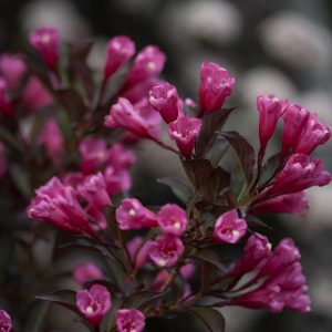 Weigela Wine & Roses product image