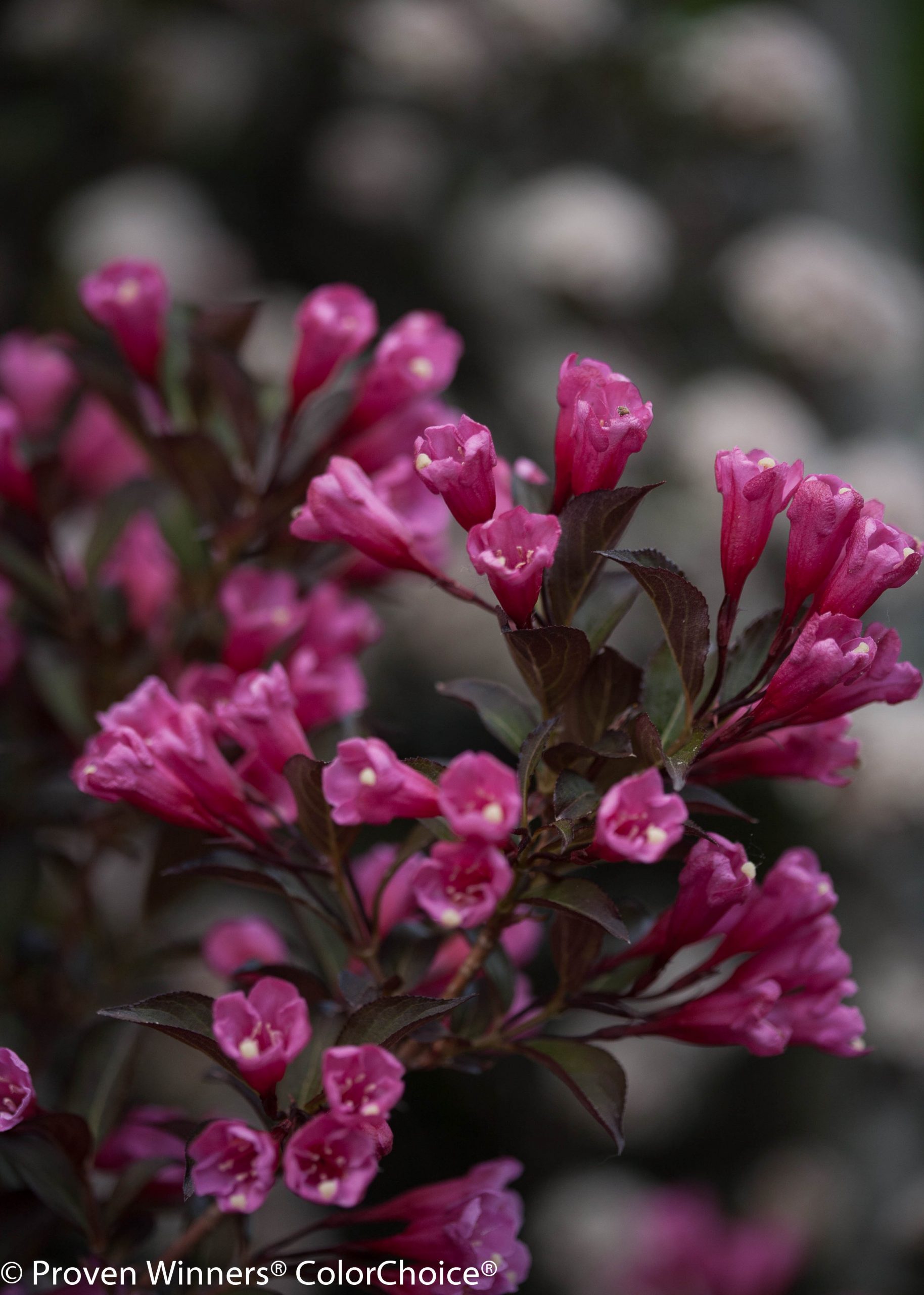 Weigela Wine & Roses product image