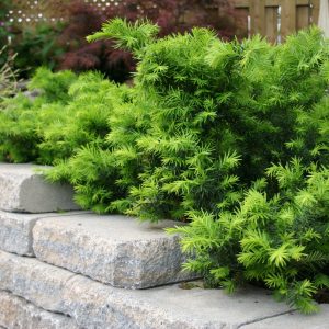 Yew Dense product image
