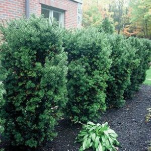 Yew Upright 3gal product image