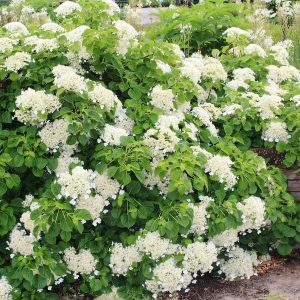Climbing Hydrangea product image