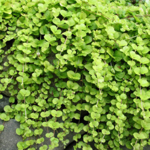 Creeping Jenny product image
