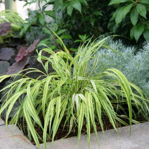 Ornamental Grass - Hakonechloa Aureola variety product image