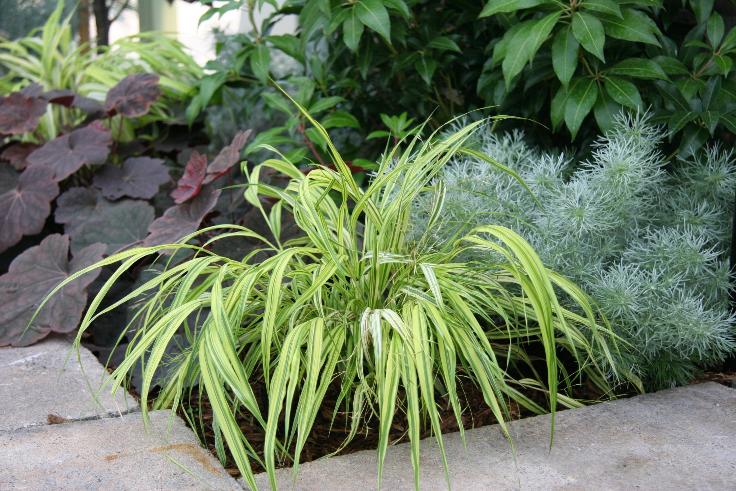 Ornamental Grass - Hakonechloa Aureola variety product image