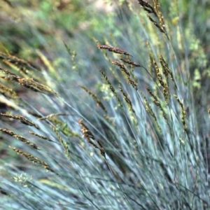 Ornamental Grass - Blue Fescue product image