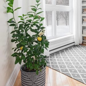 Our Featured Products