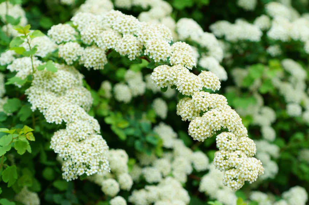 Spirea Bridal Wreath 2 gal AVAILABLE IN STORE ONLY