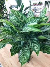 10" Aglaonema Collection - 3 Varieties to Choose From!
