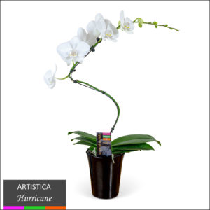 Artistica Orchid - Hurricane in Ceramic Pot