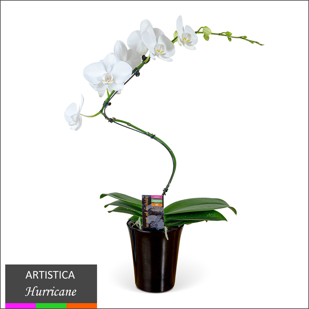 Artistica Orchid - Hurricane in Ceramic Pot