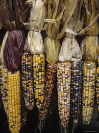 Large Autumn Corn - Bunch of 3