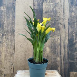 Calla Lily (multiple sizes available)