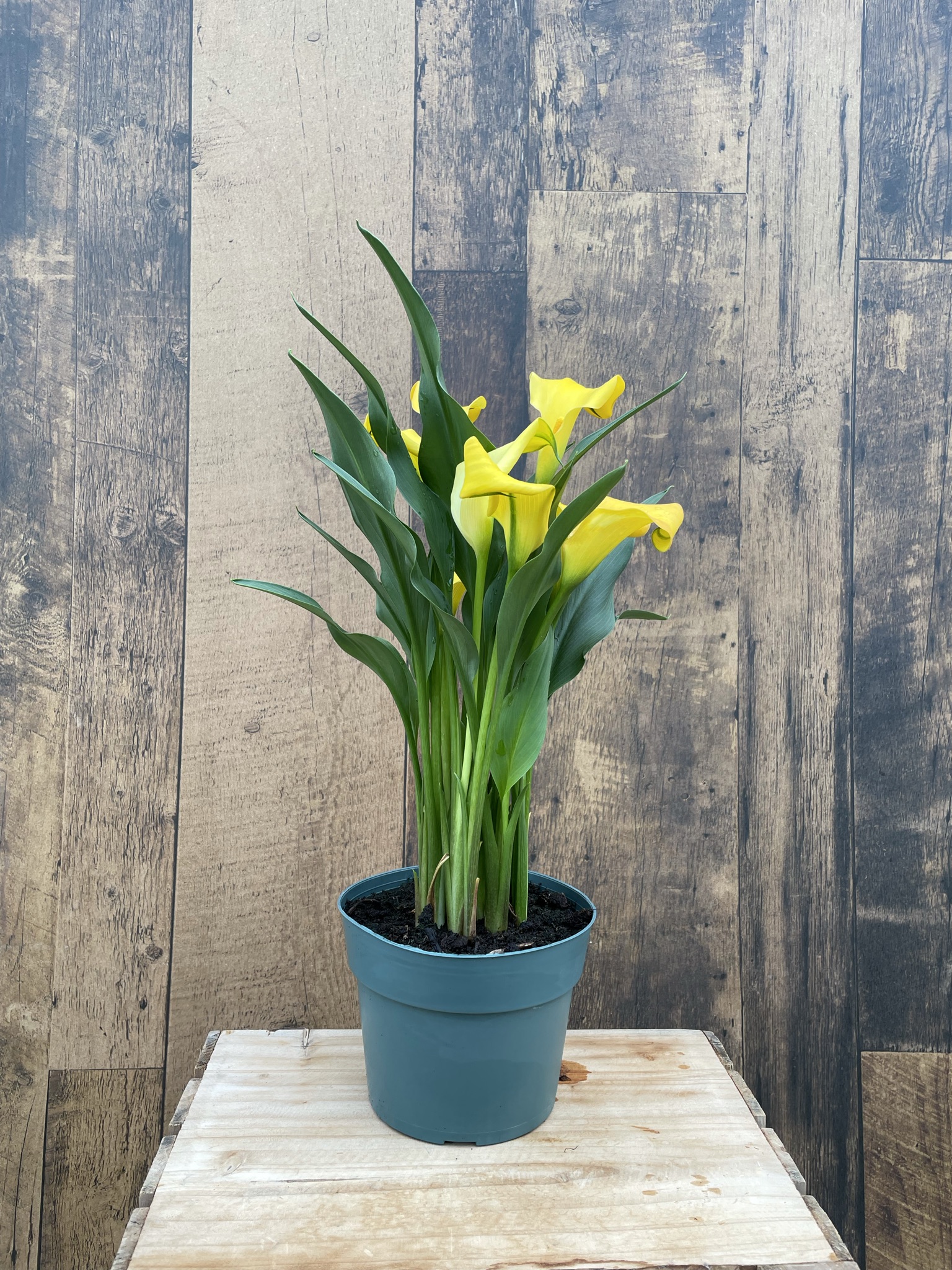 Calla Lily (multiple sizes available)