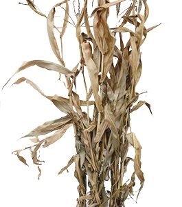 Corn Stalks - 5/Bundle
