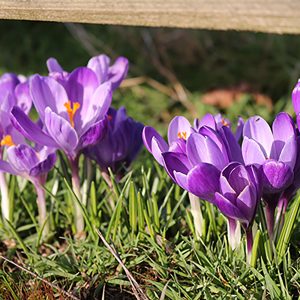 Crocus Large Flowering Purple (10bulbs/pkg)