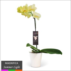 Magnifica Orchid - Single Spike in Ceramic Pot