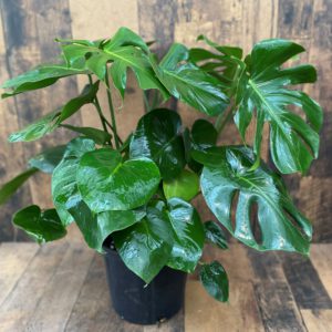 Monstera Grower Pot 10 Inch