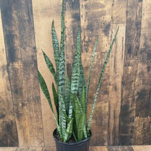 Snake Plant 10 inch Grower Pot