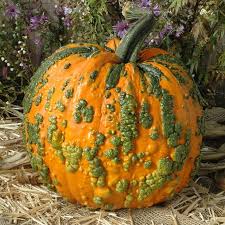 Warty Pumpkins