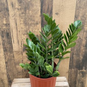 ZZ Plant (multiple sizes available)