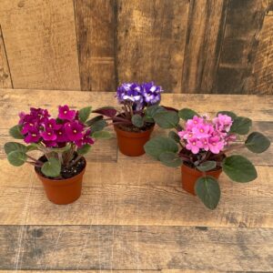 African Violet (4" pot)
