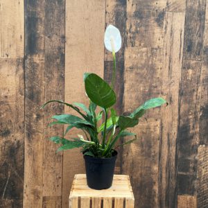 Peace Lily - Spathiphyllum (multiple sizes available)