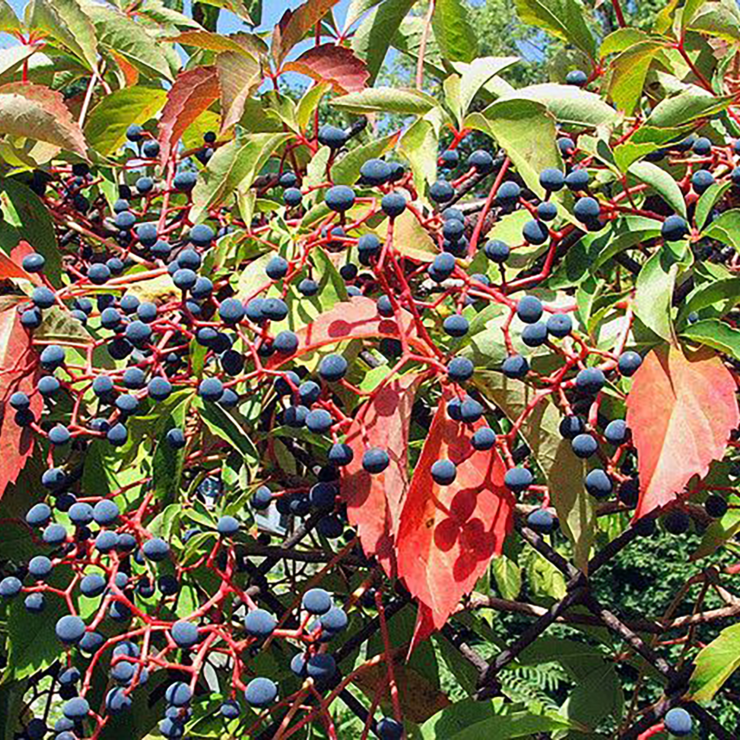 Virginia Creeper product image