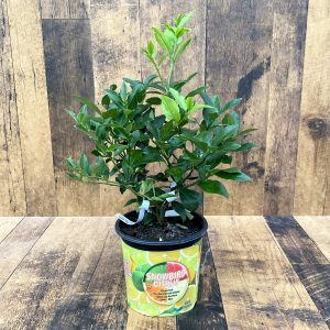 Our Featured Products