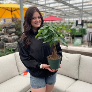 Money Tree (multiple sizes available)