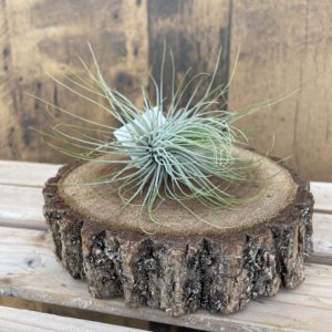 Andreana Air Plant