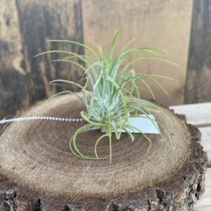 Ionantha Rubra Air Plant