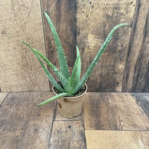 Aloe Vera (4.5" pot)