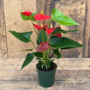 Anthurium (6" pot) Grower's Choice