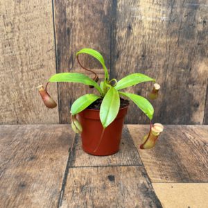 Asian Pitcher Plant (3.25" pot)