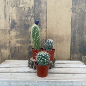 Cactus Assortment - Pack 3