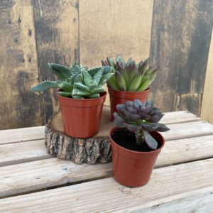 Succulents (multiple sizes available)