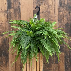 10" Boston Fern Hanging Basket