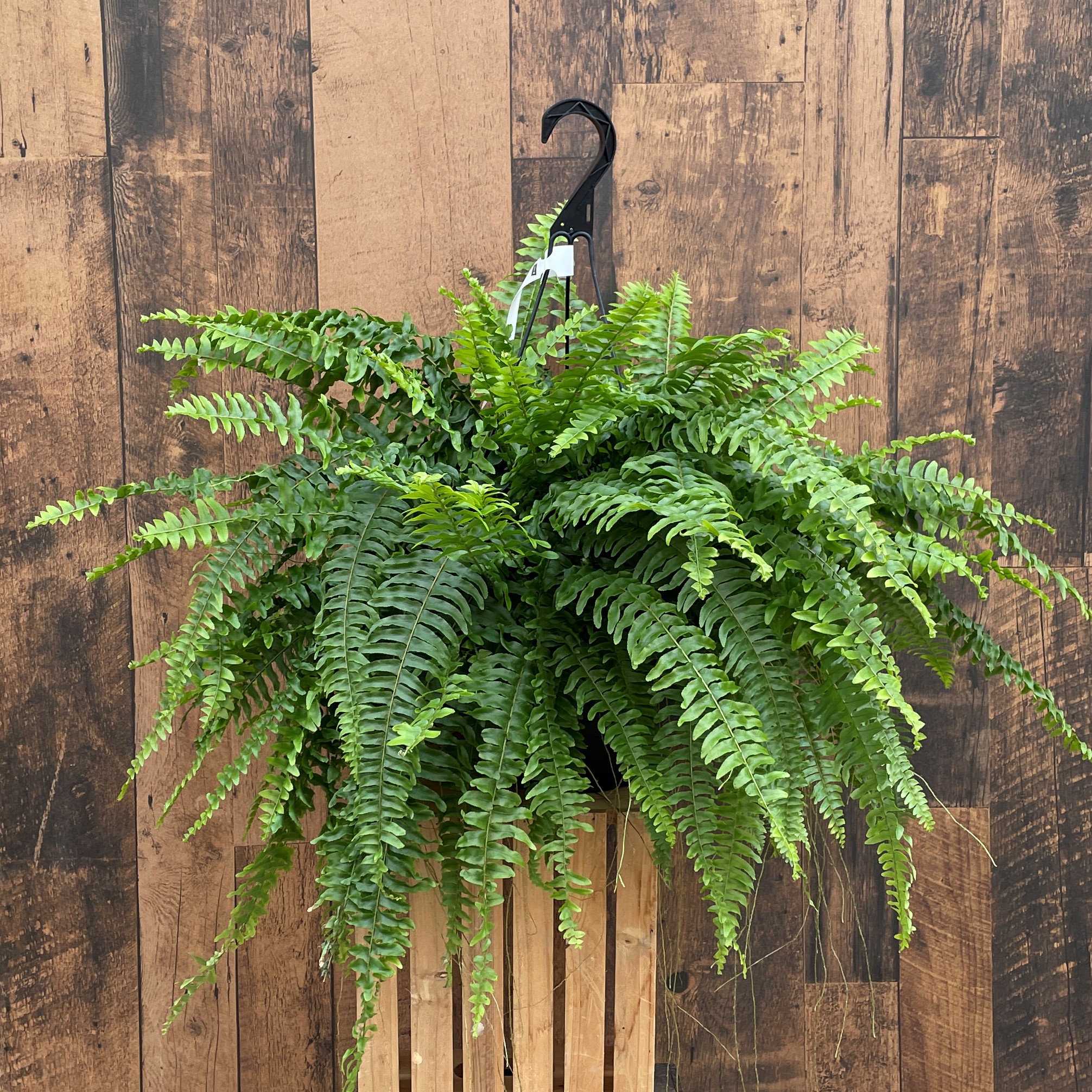10" Boston Fern Hanging Basket