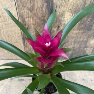 Bromeliad (4" pot)