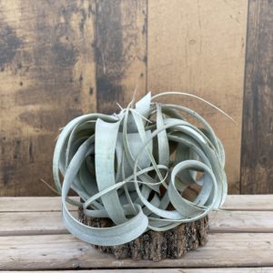 Xerographica Air Plant (multiple sizes available)