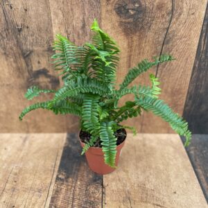 Ferns (4" pot)