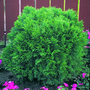 Cedar Little Giant Globe product image