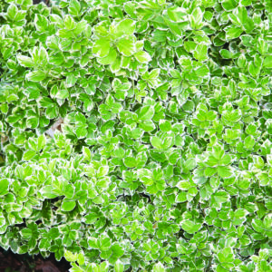 Euonymus Emerald Gaiety product image