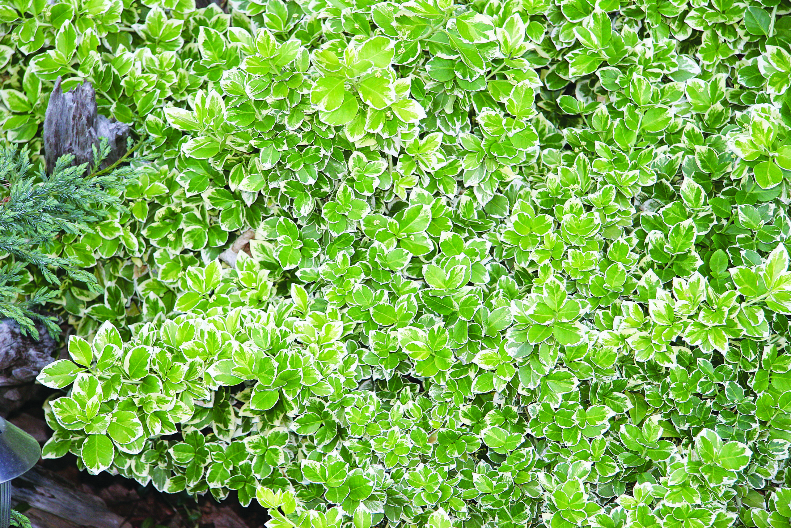 Euonymus Emerald Gaiety product image