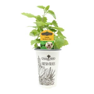 Herbs-Catnip