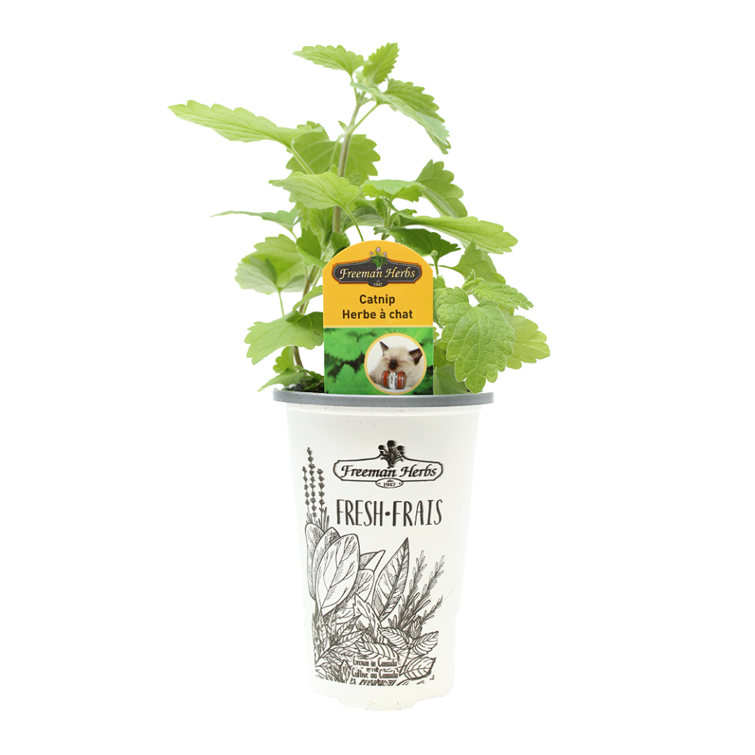 Herbs-Catnip
