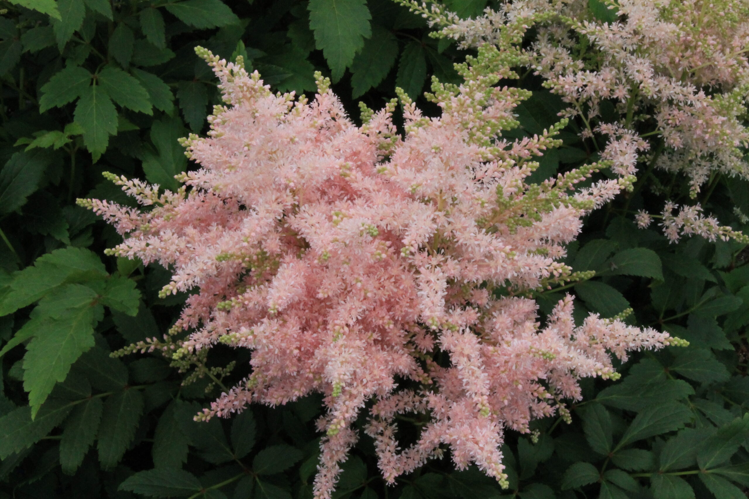 Astilbe 1gal