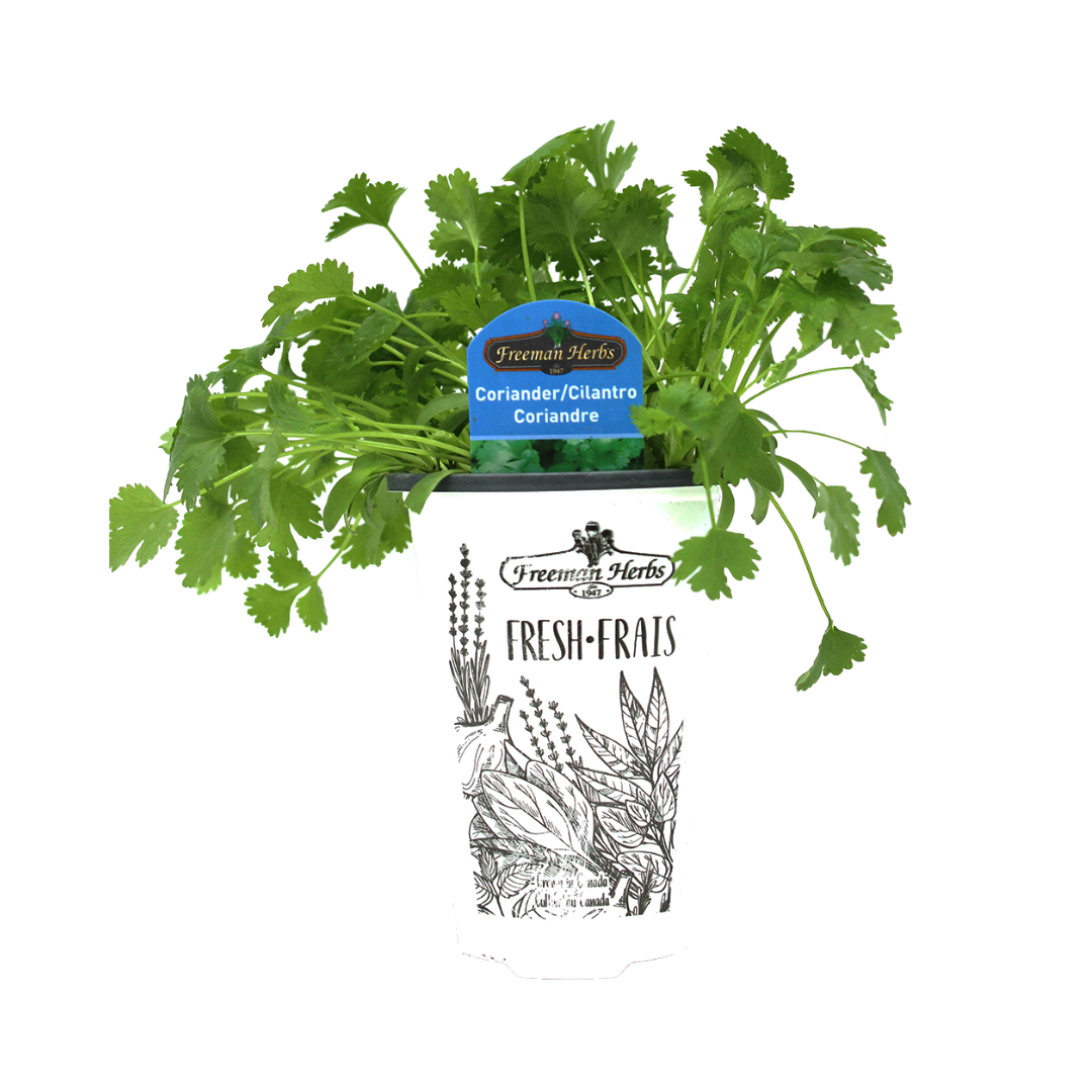Cilantro plant product image