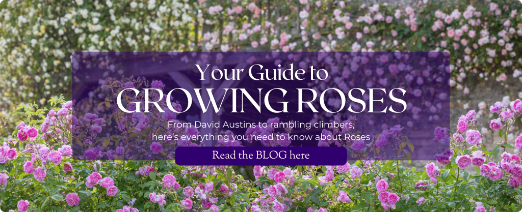 Blog post image Your Guide To Growing Roses